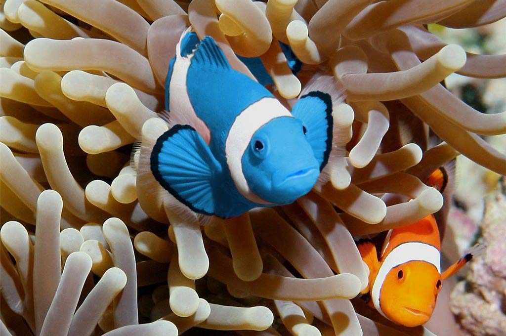 breeding clownfish