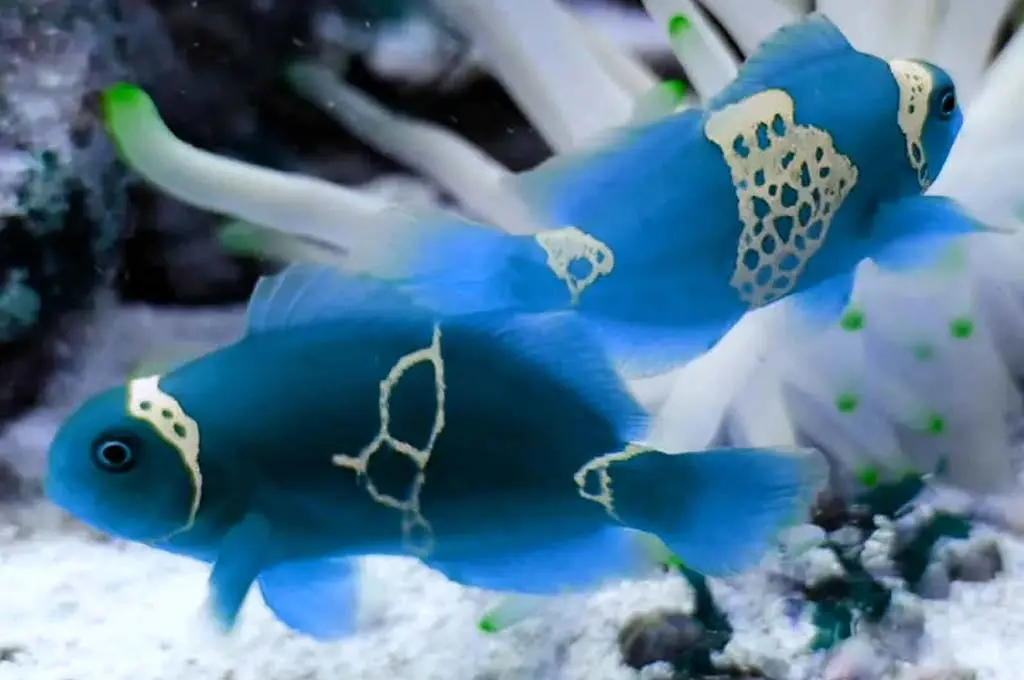 how do clownfish reproduce