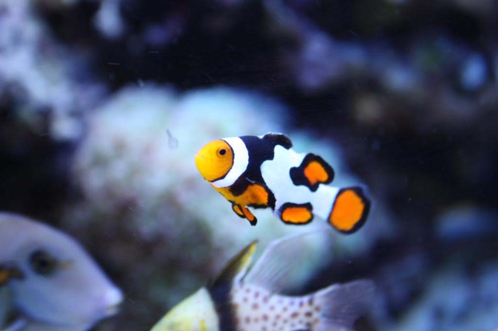 Breeding Clownfish