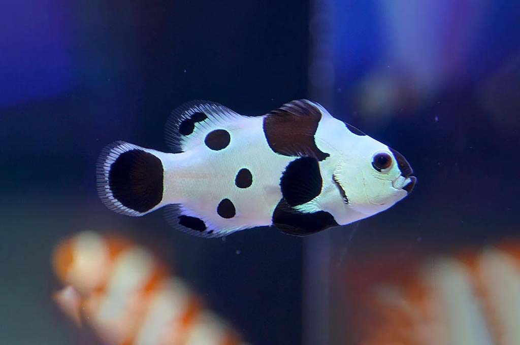Guide to Breeding Clownfish