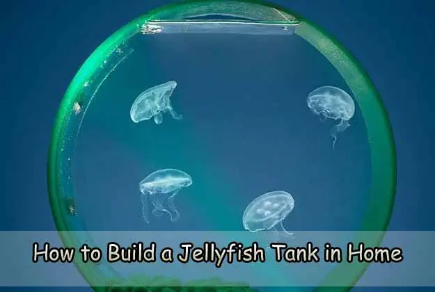 How to Build a Jellyfish Tank in Home