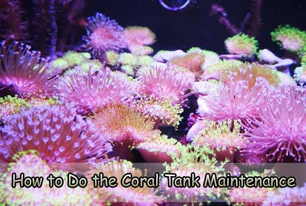 How to Do the Coral Tank Maintenance