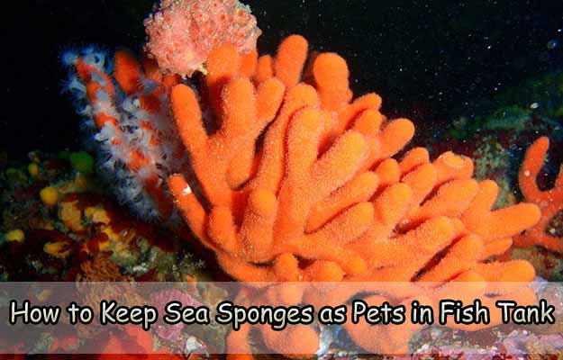 How to Keep Sea Sponges as Pets in Fish Tank