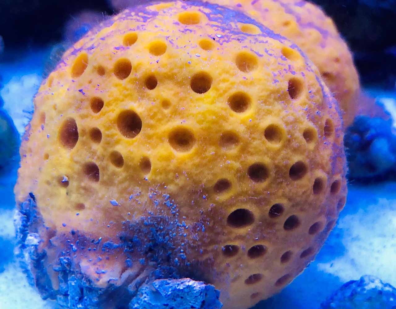sea sponge