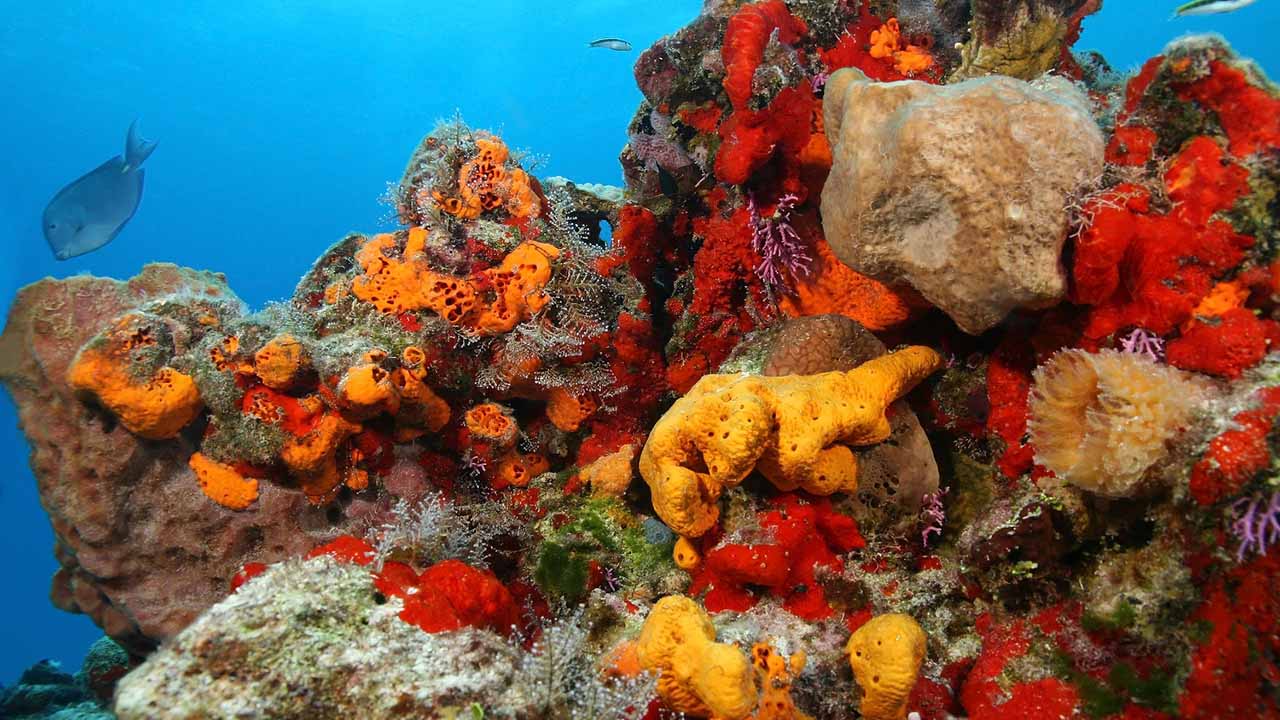 what do sea sponges eat