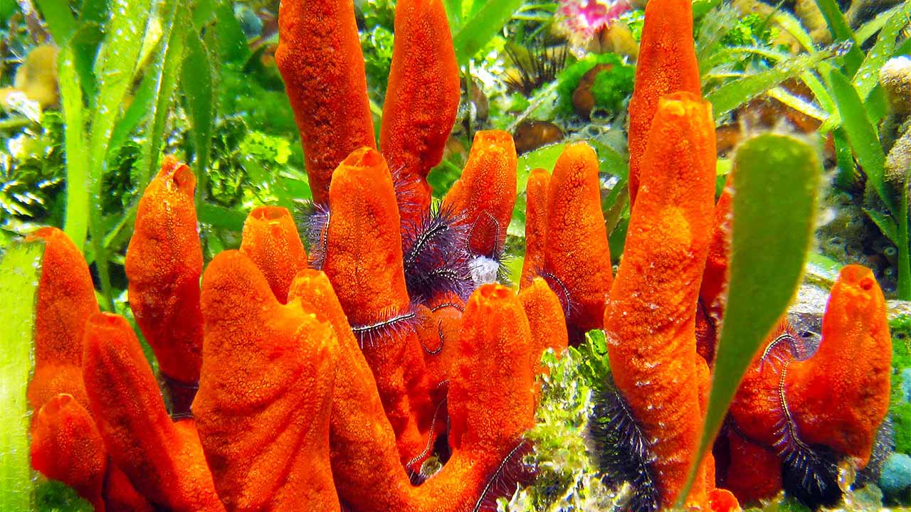 keep sea sponges as pets