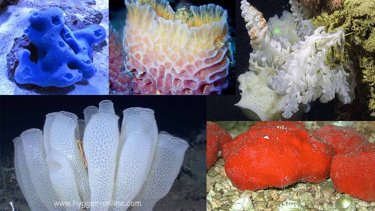 Secrets of sea sponges