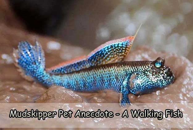 Mudskipper Pet Anecdote - A Walking Fish