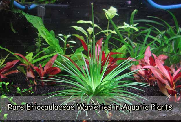 Rare Eriocaulaceae Warieties in Aquatic Plants