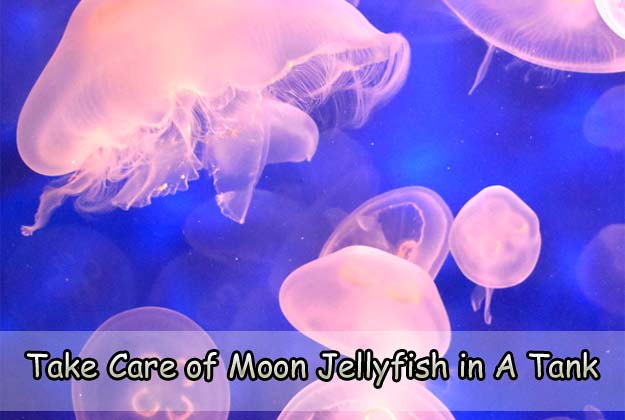 Take Care of Moon Jellyfish in A Tank
