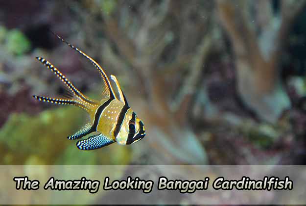The Amazing Looking Banggai Cardinalfish