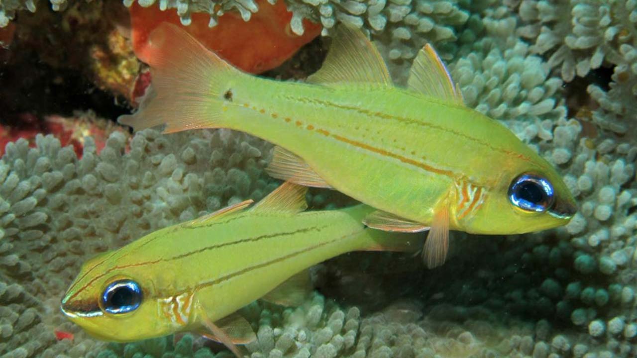 cardinalfish