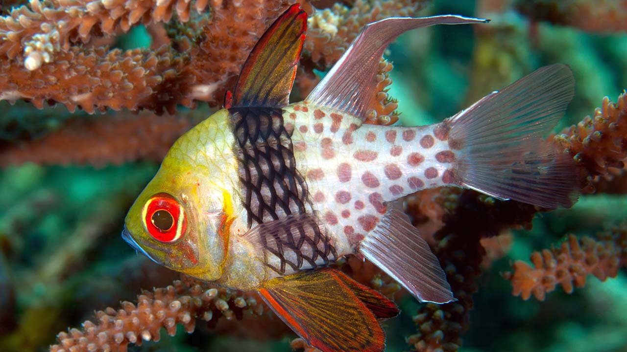 banggai cardinalfish