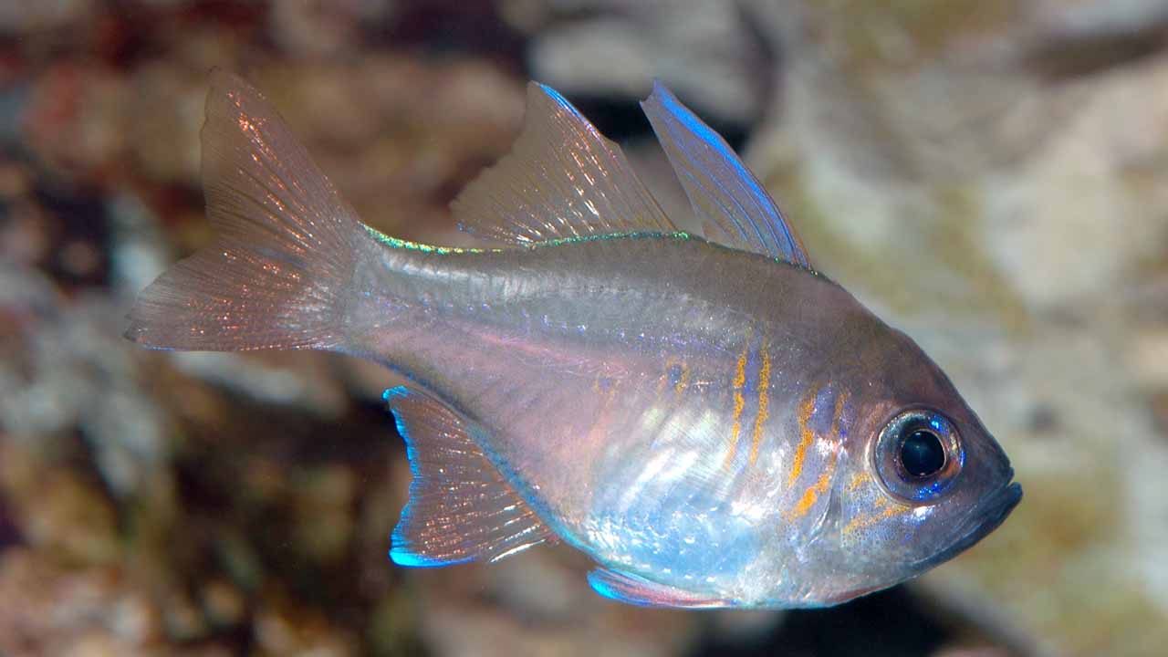 Exploring cardinalfish