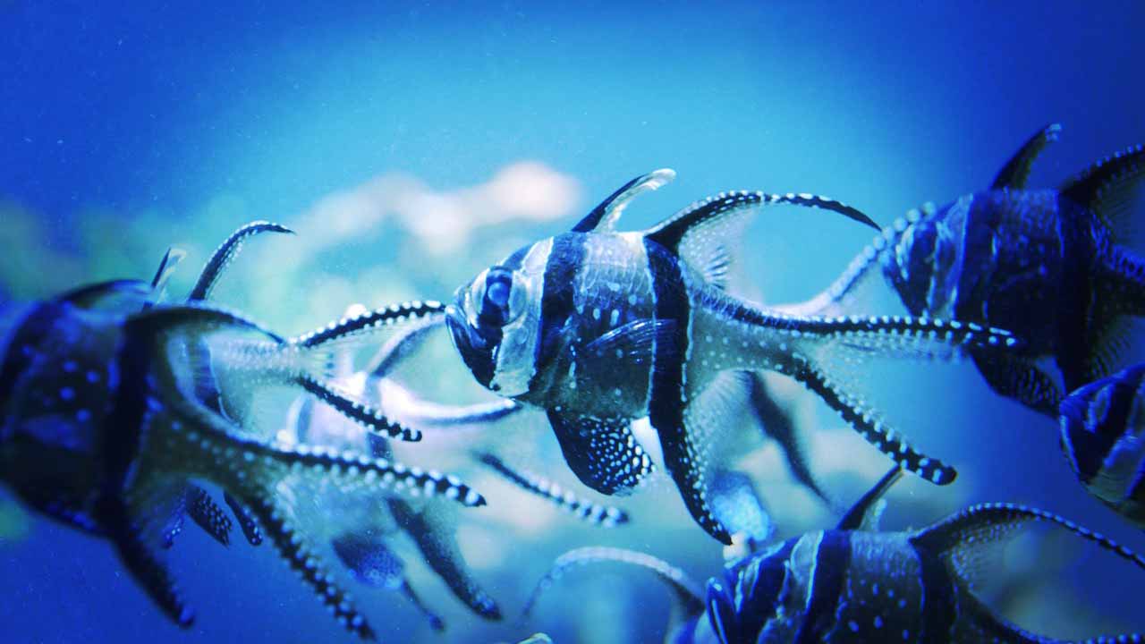 banggai cardinalfish breeding