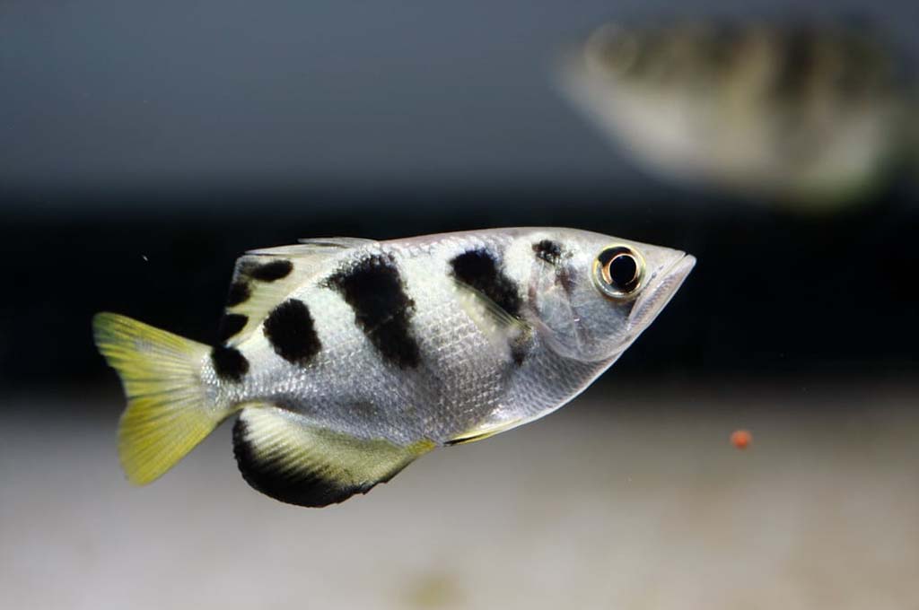 Care Aquarium Fish Behavior