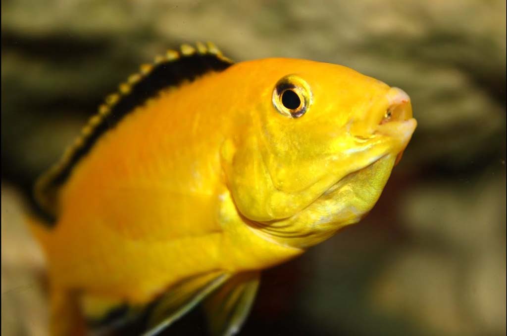 Weather Affect Fish Behavior