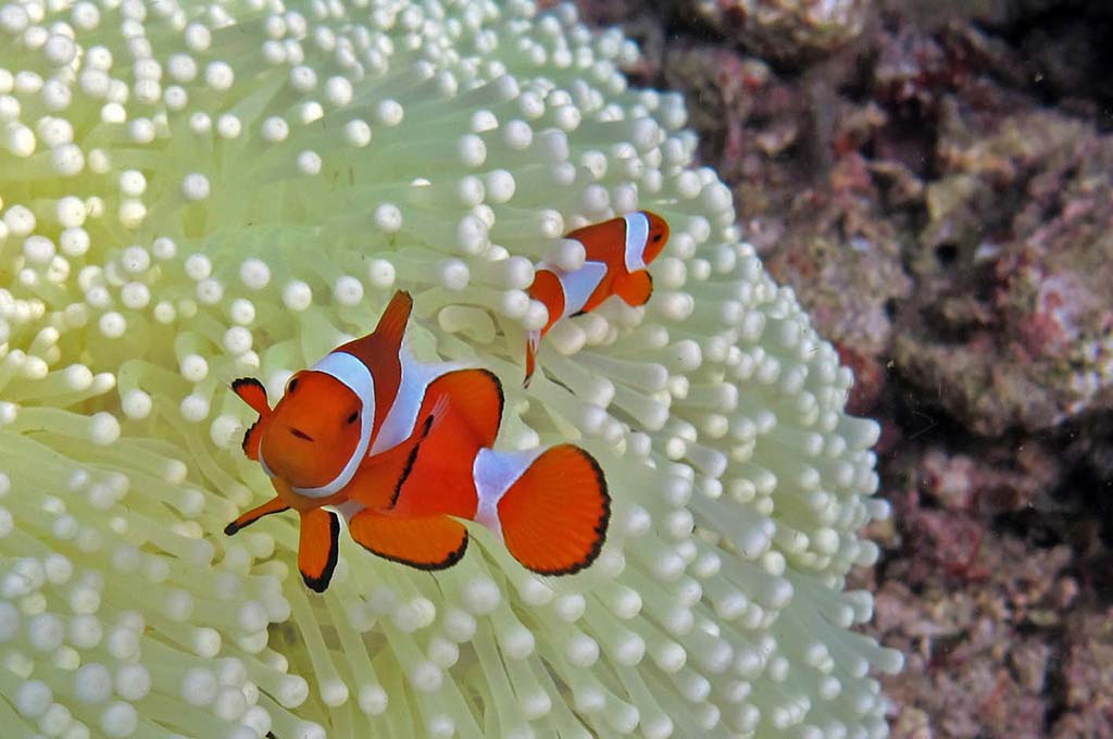 parental care fish behavior