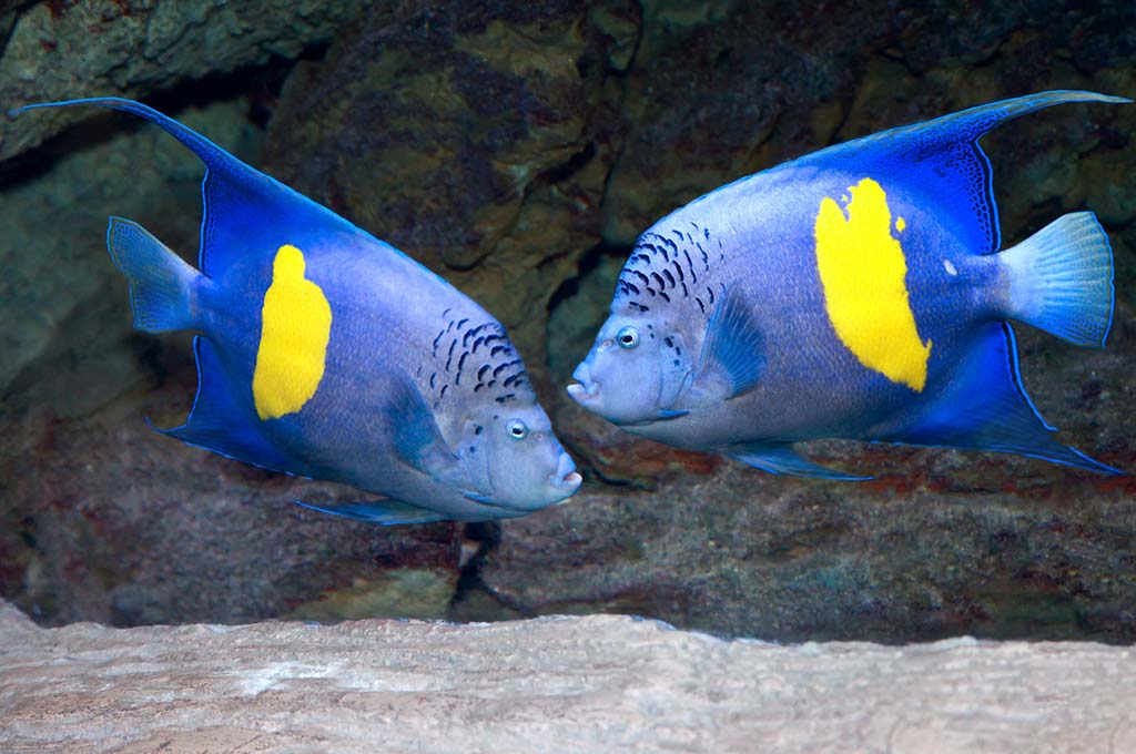 fish behavior