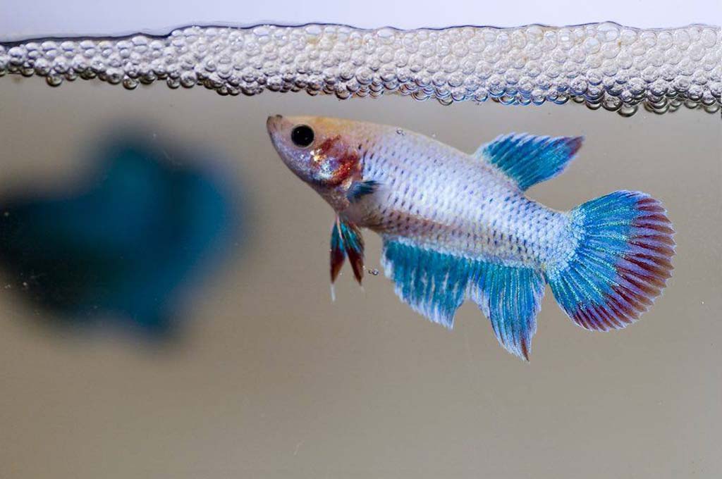 Betta Fish Behavior Before Death