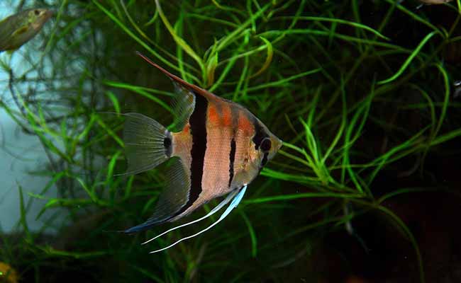 Angelfish