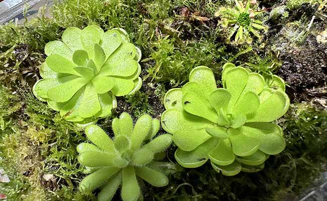 Butterworts (Pinguicula)