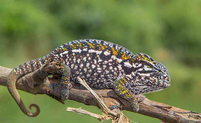 Carpet Chameleon (Furcifer lateralis)