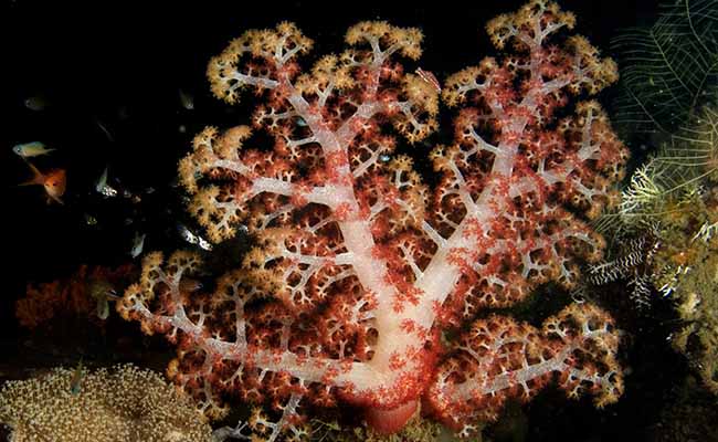 Dendronephthya