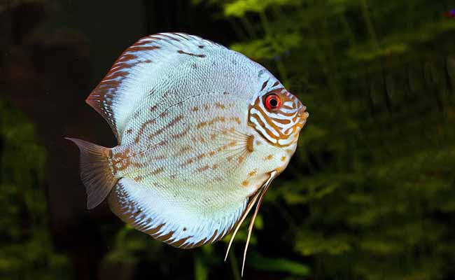Discus fish