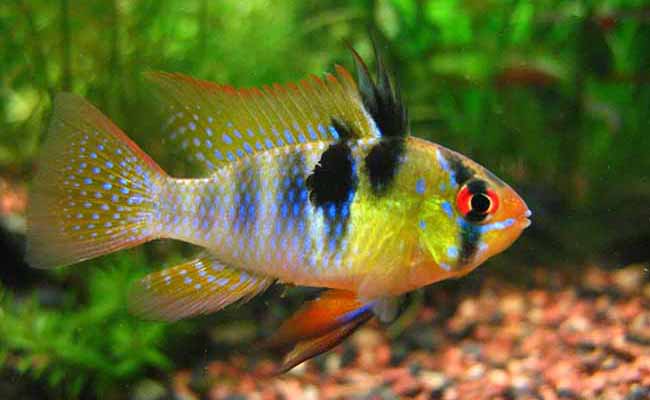 German Ram Cichlid