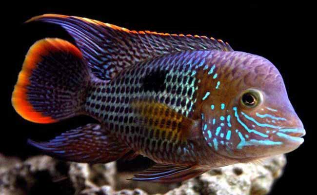 Green Terror Cichlid