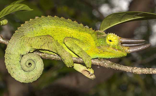 Jackson's Chameleon (Trioceros jacksonii)