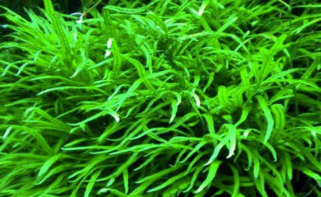 Java Fern Needle Leaf