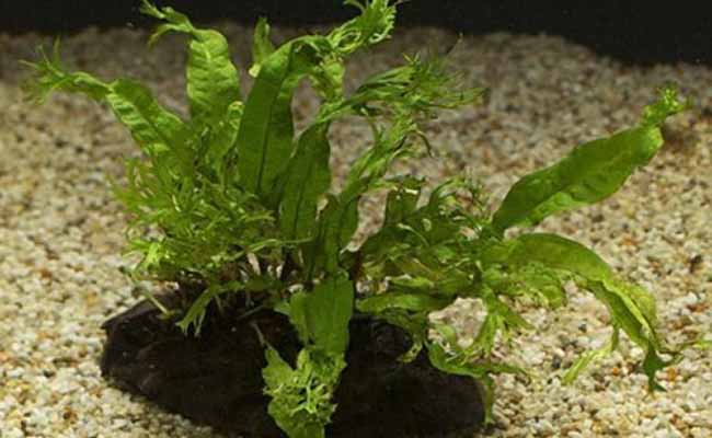 Lace Java Fern