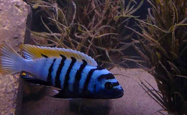 Mbuna (Various African Cichlids)