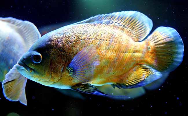 Oscar Fish