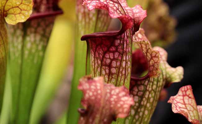 Sarracenia Pitchers