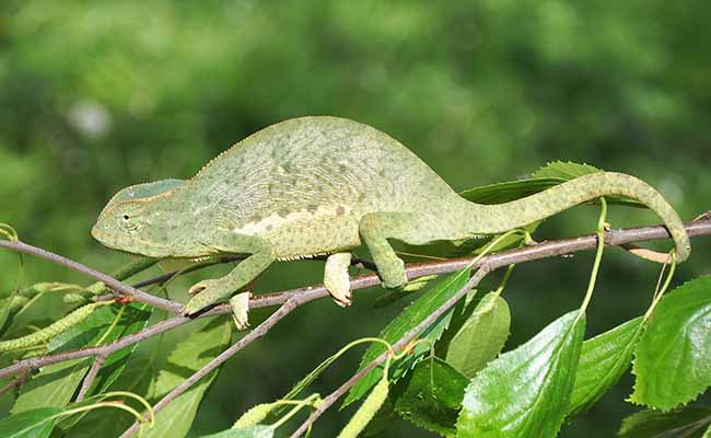Senegal Chameleon (Chamaeleo Senegalensis)