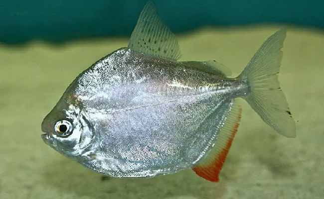 Silver Dollars (Metynnis spp.)
