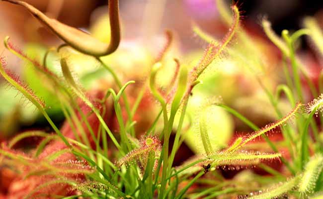 Sundews (Drosera)