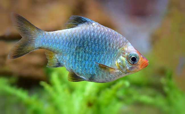 Tinfoil Barbs (Barbus Schwanenfeldi)