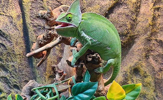 Veiled Chameleon (Chamaeleo Calyptratus)