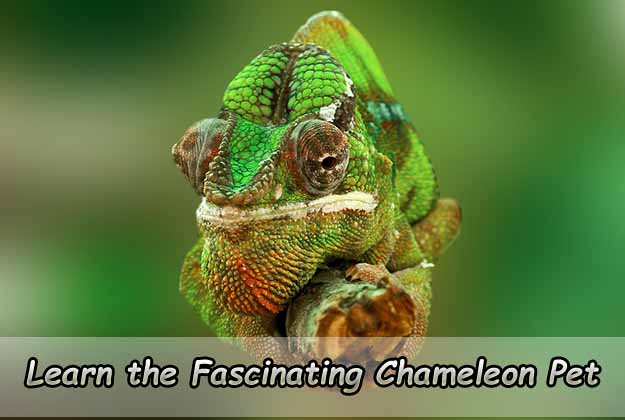 Learn the Fascinating Chameleon Pet