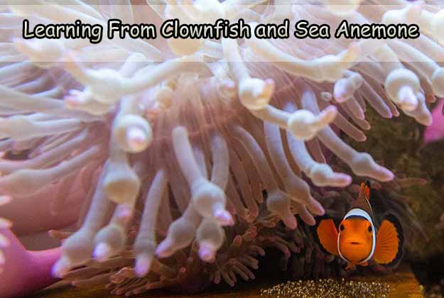 Learning From Clownfish and Sea Anemone