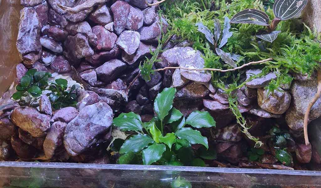 plants for paludarium
