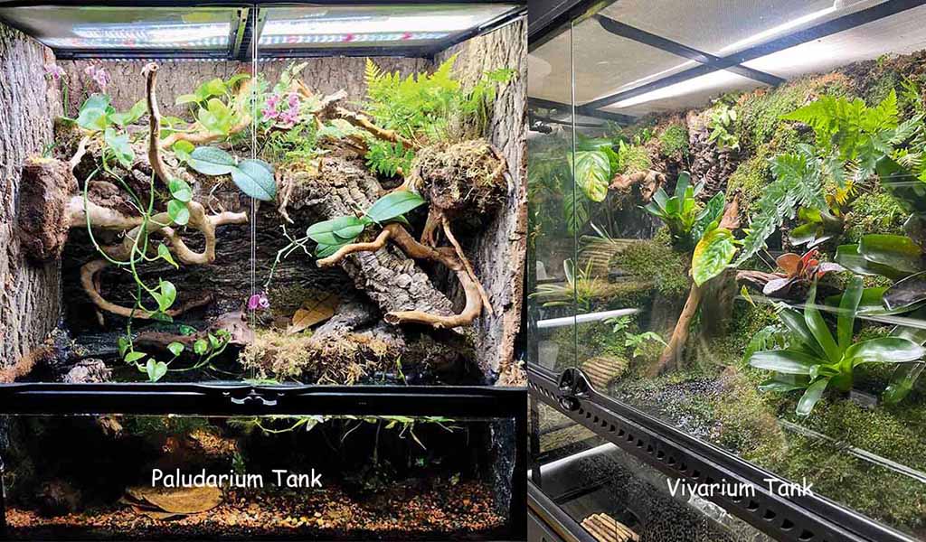Vivarium vs paludarium