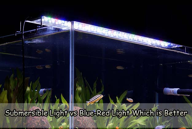 Submersible Light vs Blue-Red Light Which is Better