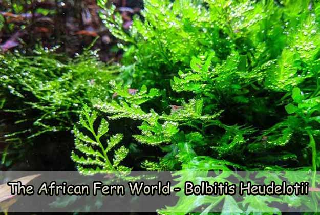 The African Fern World - Bolbitis Heudelotii