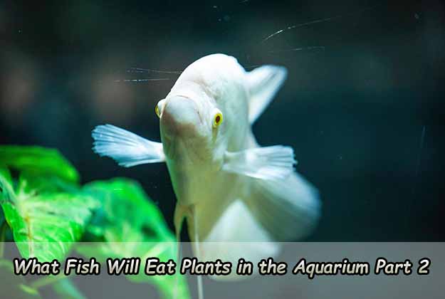 What Fish Will Eat You Plants in the Aquarium