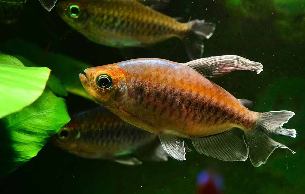 fish that eat plants